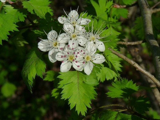 {Crataegus marshallii}